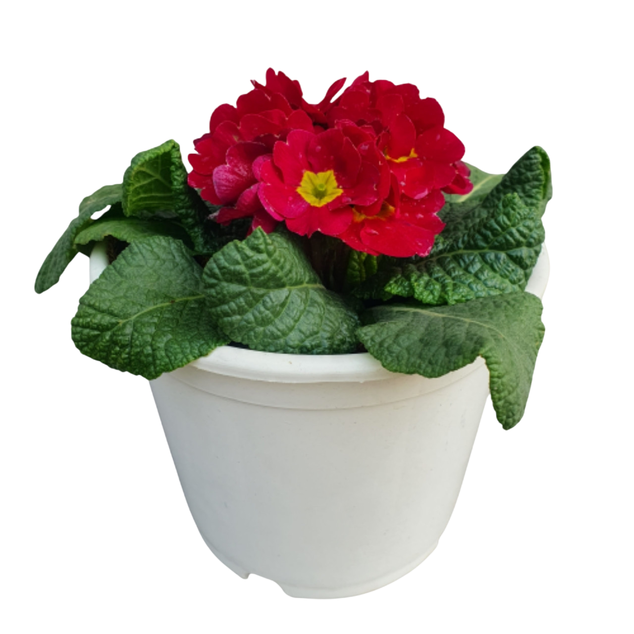 Primula Plant (Primrose)